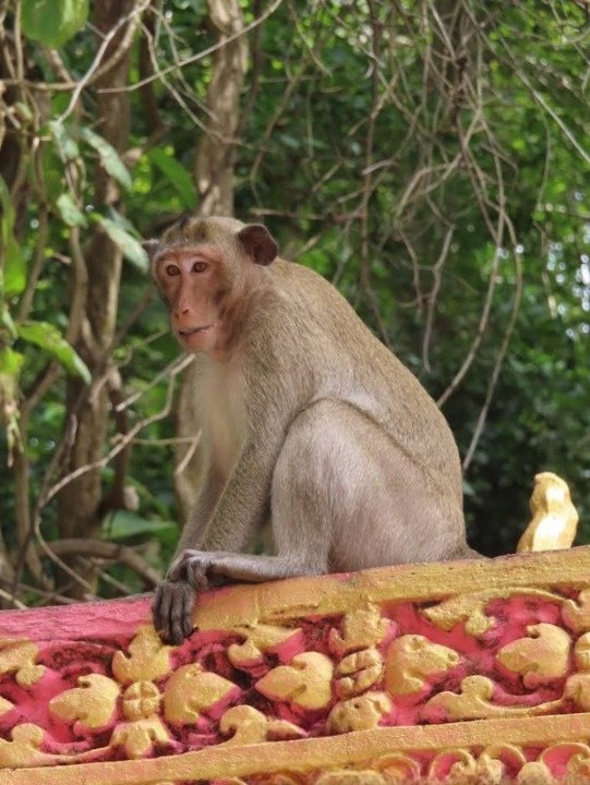 Wild macaque monkey sitting on temple pagoda balustrade